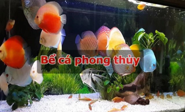 Cách đặt bể cá phong thủy mang lại may mắn tài lộc cho gia chủ