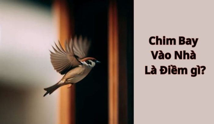 Chim bay vào nhà có điềm gì? Có mang lại may mắn không?