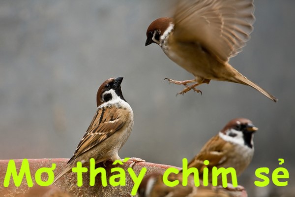 Giấc mơ thấy chim sẻ là điềm báo tốt hay xấu?