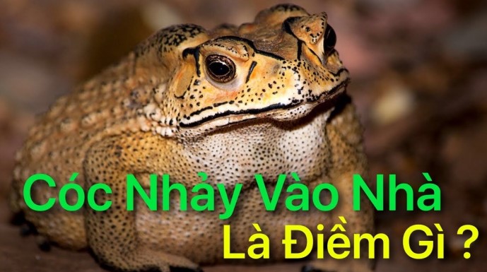 Cóc vào nhà là điềm gì?
