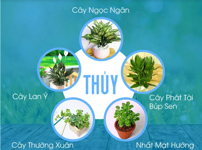 Ứng dụng Ngũ Hành trong việc chọn cây cảnh